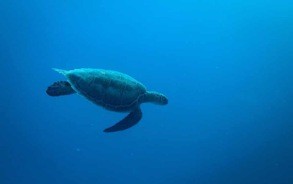 Acuario Almuñécar